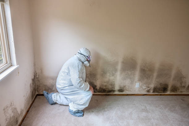Crawl Space Mold Removal in Olney, IL